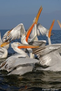 Dalmatin pelican/Къдроглав пеликан