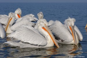 Dalmatin pelican/Къдроглав пеликан