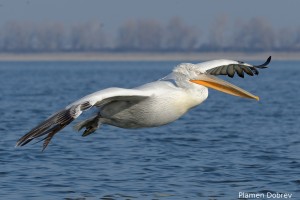 Dalmatin pelican/Къдроглав пеликан