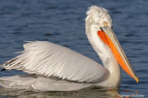 Dalmatin pelican/Къдроглав пеликан