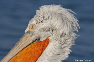 Dalmatin pelican/Къдроглав пеликан