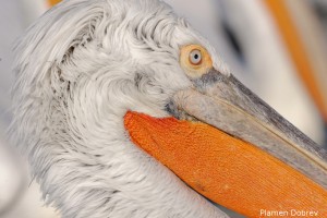 Dalmatin pelican/Къдроглав пеликан
