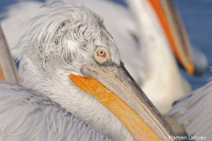 Dalmatin pelican/Къдроглав пеликан