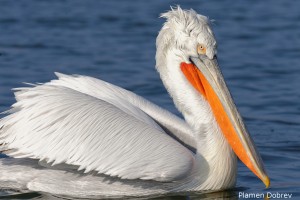 Dalmatin pelican/Къдроглав пеликан