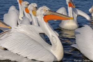 Dalmatin pelican/Къдроглав пеликан