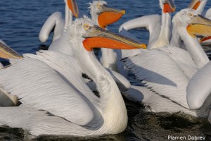 Dalmatin pelican/Къдроглав пеликан