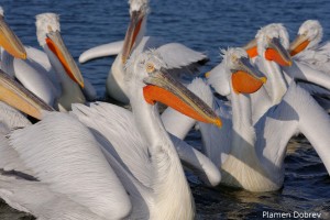 Dalmatin pelican/Къдроглав пеликан