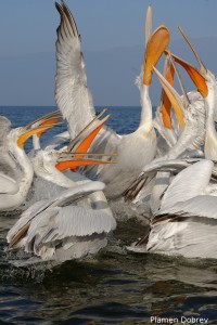 Dalmatin pelican/Къдроглав пеликан