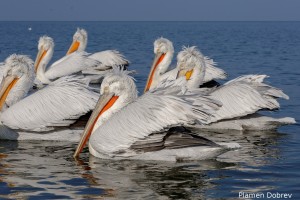 Dalmatin pelican/Къдроглав пеликан