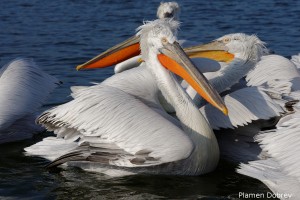 Dalmatin pelican/Къдроглав пеликан