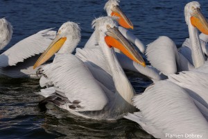 Dalmatin pelican/Къдроглав пеликан