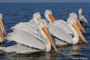 Dalmatin pelican/Къдроглав пеликан