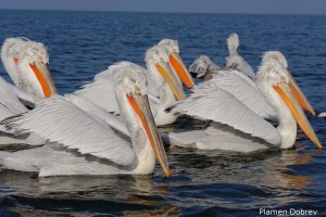 Dalmatin pelican/Къдроглав пеликан
