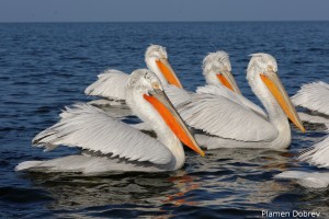 Dalmatin pelican/Къдроглав пеликан