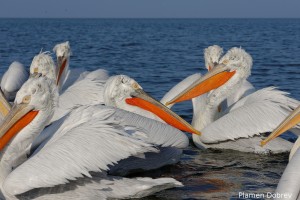 Dalmatin pelican/Къдроглав пеликан