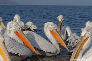 Dalmatin pelican/Къдроглав пеликан