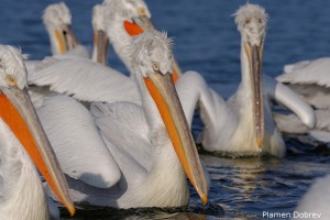 Dalmatin pelican/Къдроглав пеликан