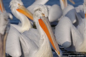 Dalmatin pelican/Къдроглав пеликан