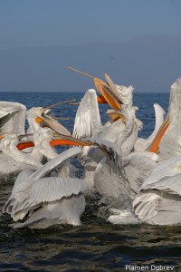 Dalmatin pelican/Къдроглав пеликан