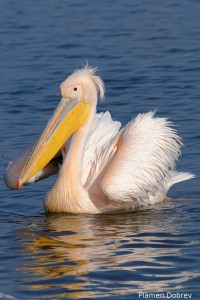 White pelican/Розов пеликан
