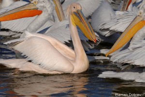 Dalmatin pelican/Къдроглав пеликан