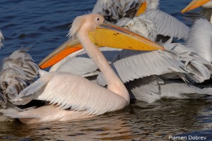 Dalmatin pelican/Къдроглав пеликан