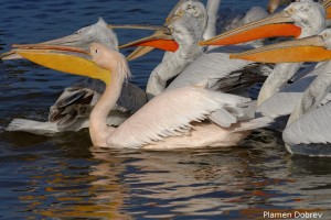 Dalmatin pelican/Къдроглав пеликан