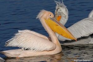 Dalmatin pelican/Къдроглав пеликан