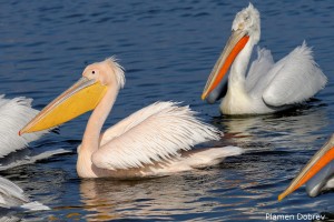 Dalmatin pelican/Къдроглав пеликан
