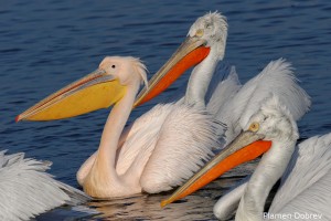 Dalmatin pelican/Къдроглав пеликан