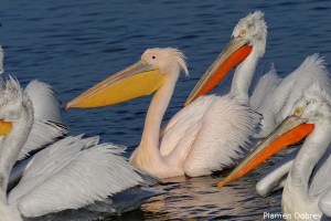 White pelican/Розов пеликан