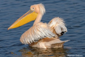 White pelican/Розов пеликан