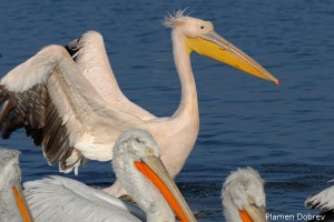 White pelican/Розов пеликан