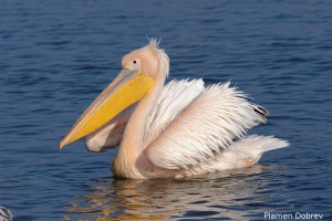 White pelican/Розов пеликан