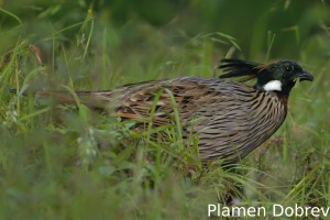 Koklass pheasant