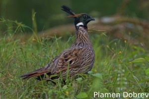 Koklass pheasant