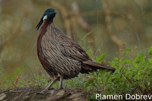 Koklass pheasant