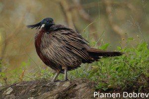 Koklass pheasant