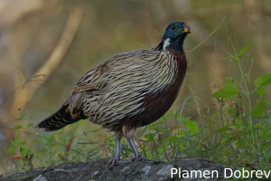 Koklass pheasant