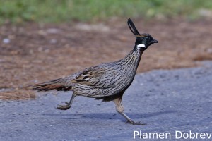 Koklass pheasant