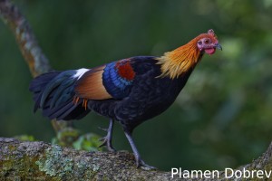 Red junglefowl