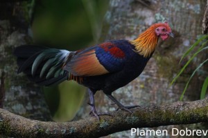 Red junglefowl