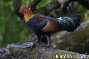 Red junglefowl