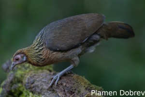 Red junglefowl