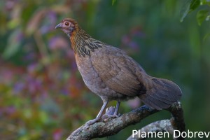 Red junglefowl