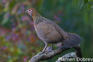 Red junglefowl