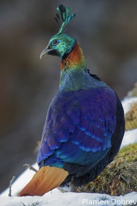 Himalayan Monal