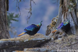 Himalayan Monal