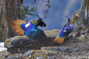 Himalayan Monal