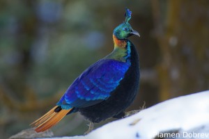 Himalayan Monal